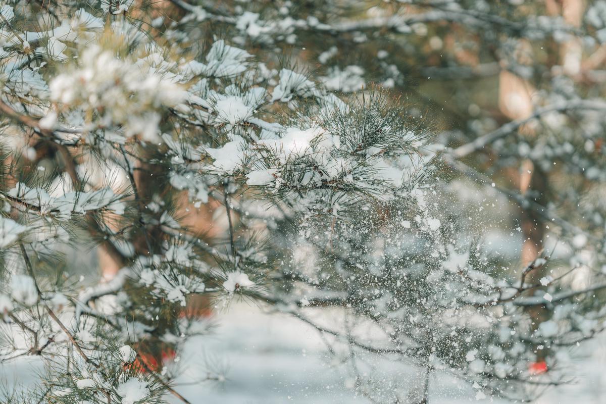 树上的雪 树上的雪