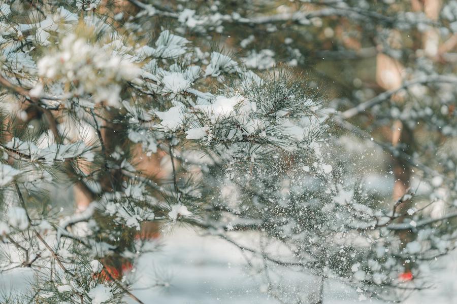 树上的雪 树上的雪