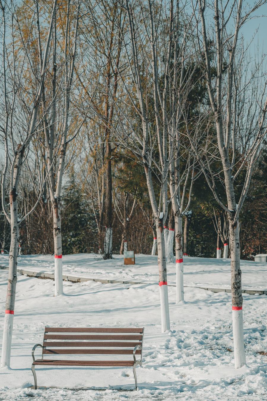 雪中座椅 雪中座椅