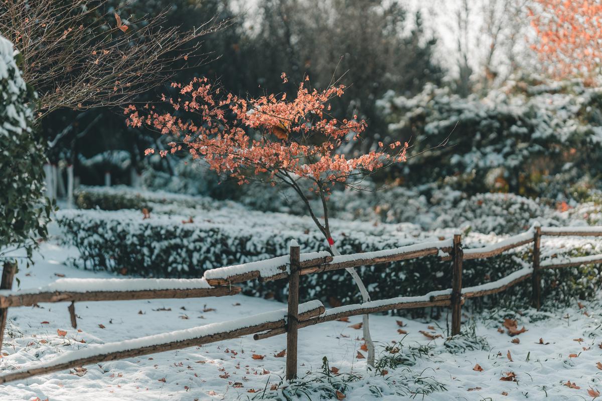 路边的树 路边的树