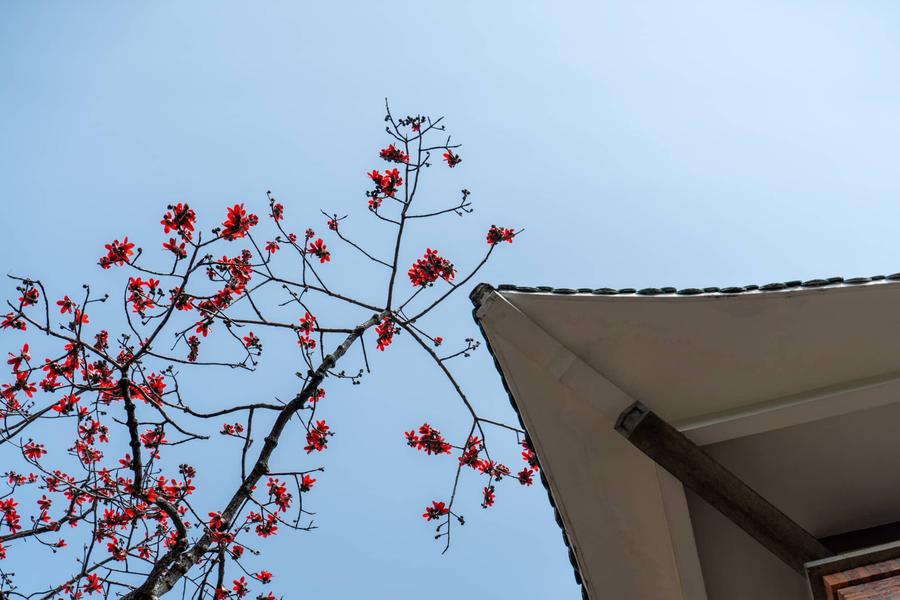 木棉花与屋檐