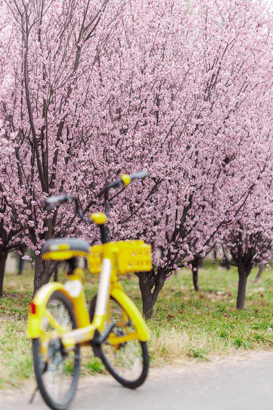 骑车路过 骑车路过