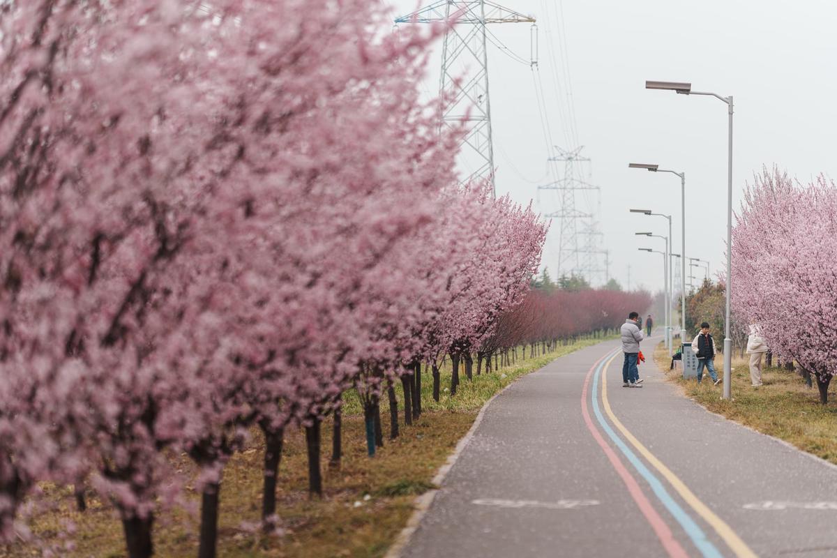 美人梅步道 美人梅步道