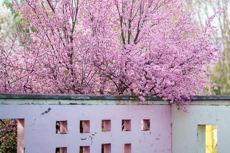 美人梅出墙 美人梅出墙