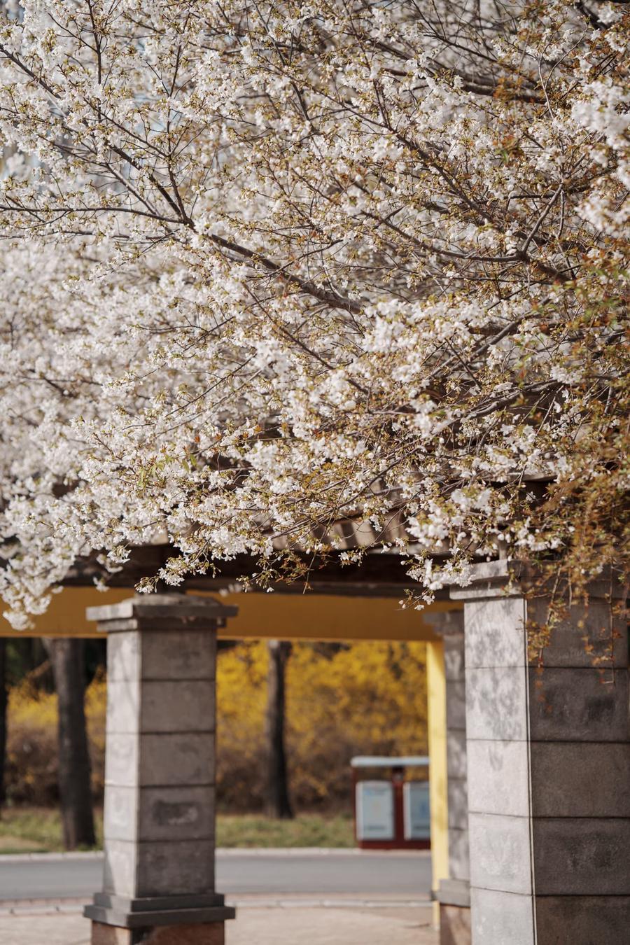 樱花(AI识别) 樱花(AI识别)