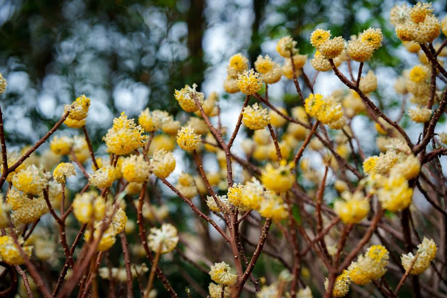 结香花(AI识别) 结香花(AI识别)