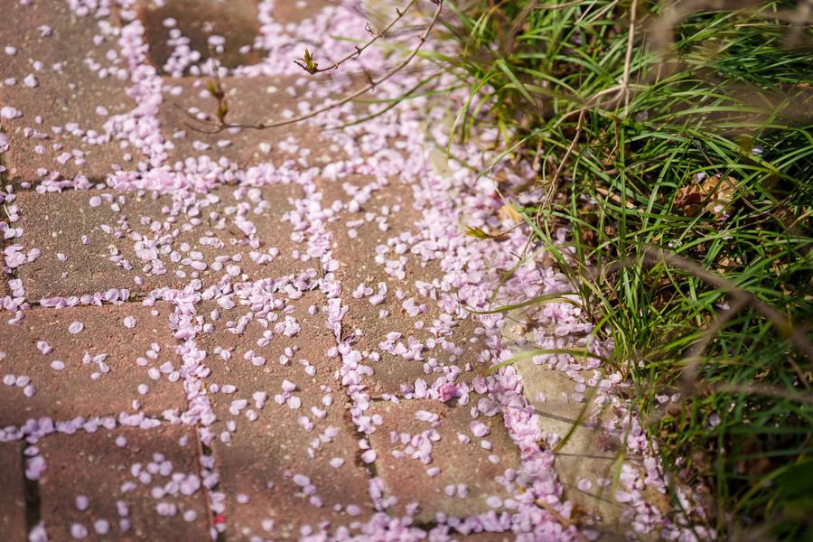 花瓣