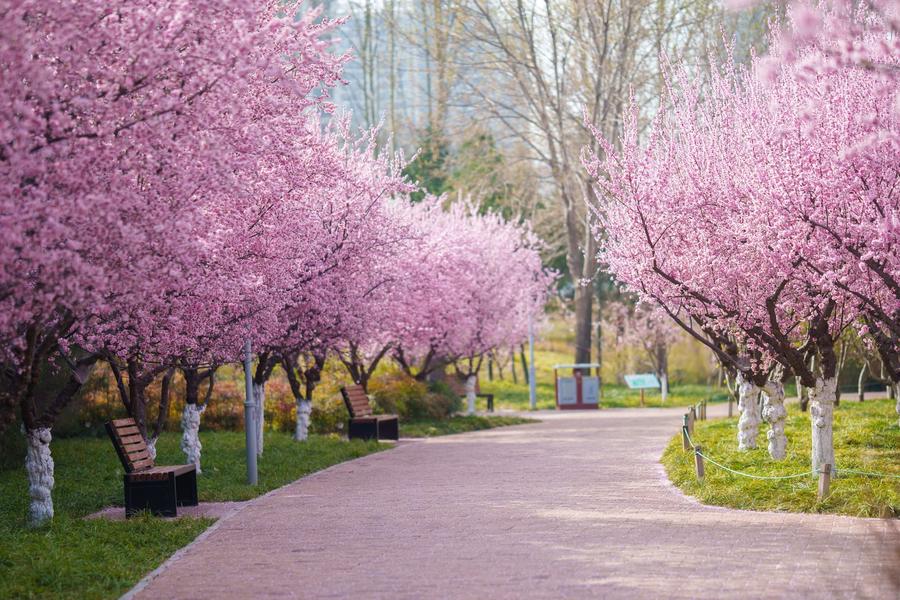美人梅道路 美人梅道路