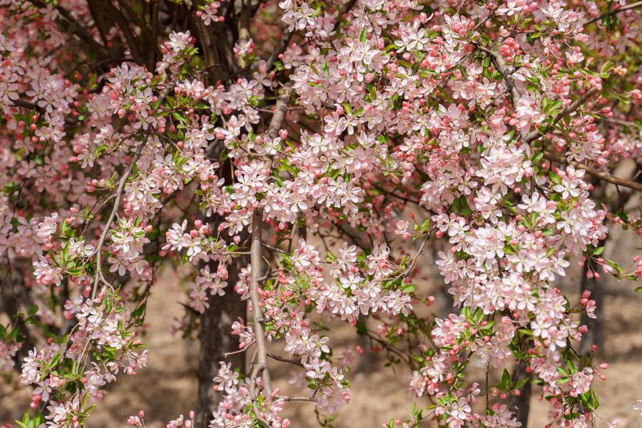 附近的西府海棠(AI识别) 附近的西府海棠(AI识别)