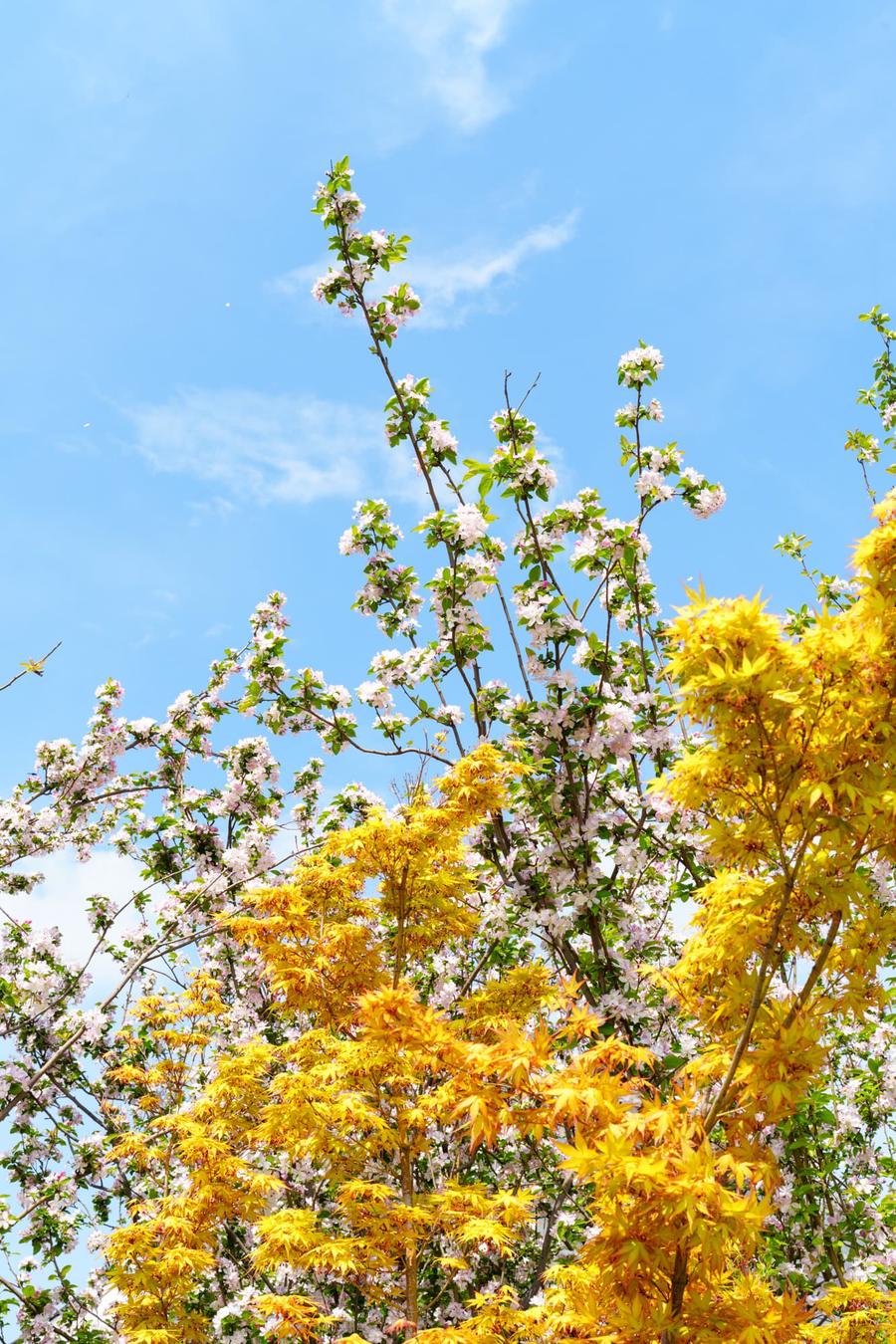 西府海棠、金叶鸡爪槭(AI识别) 西府海棠、金叶鸡爪槭(AI识别)