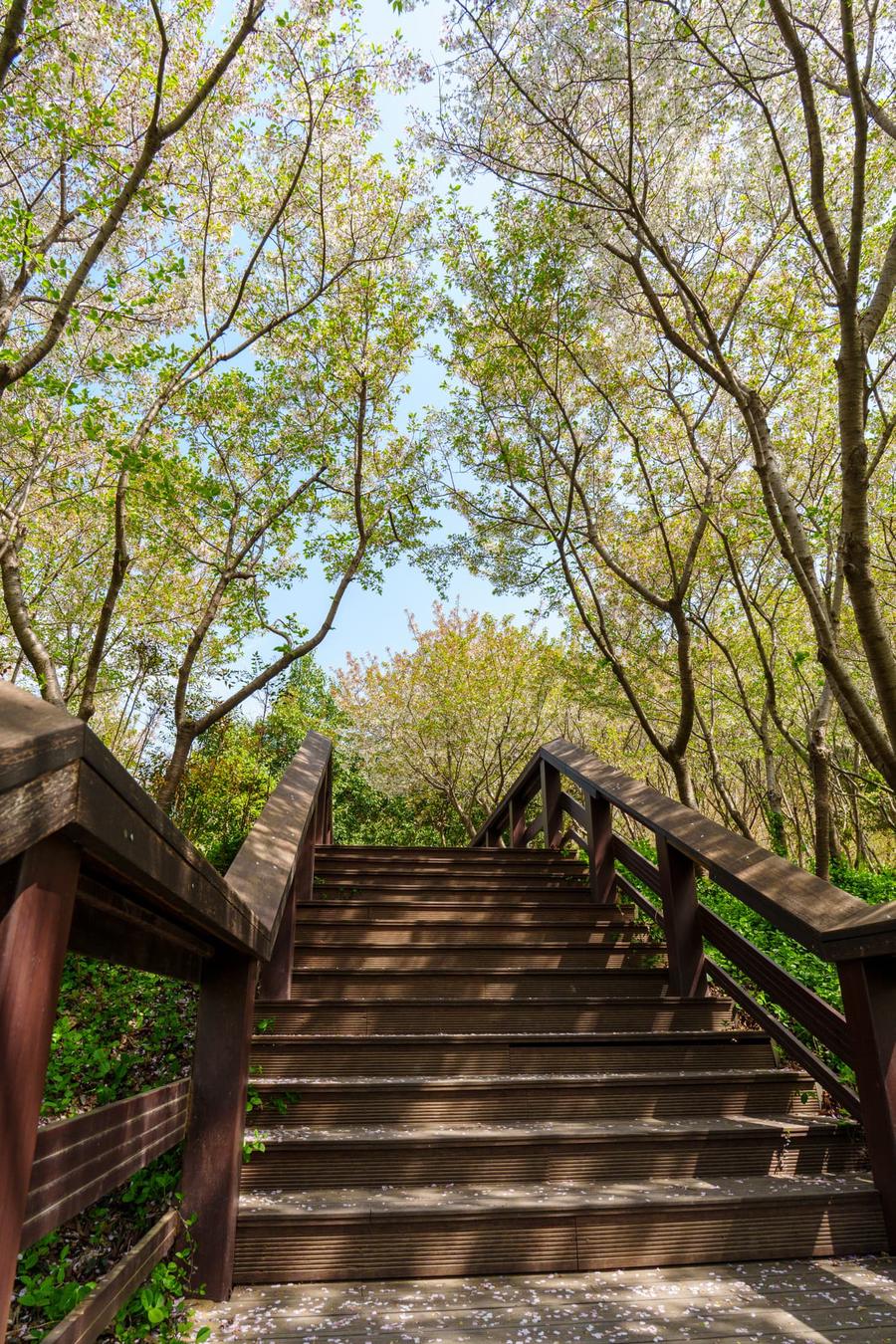 樱花步道 樱花步道