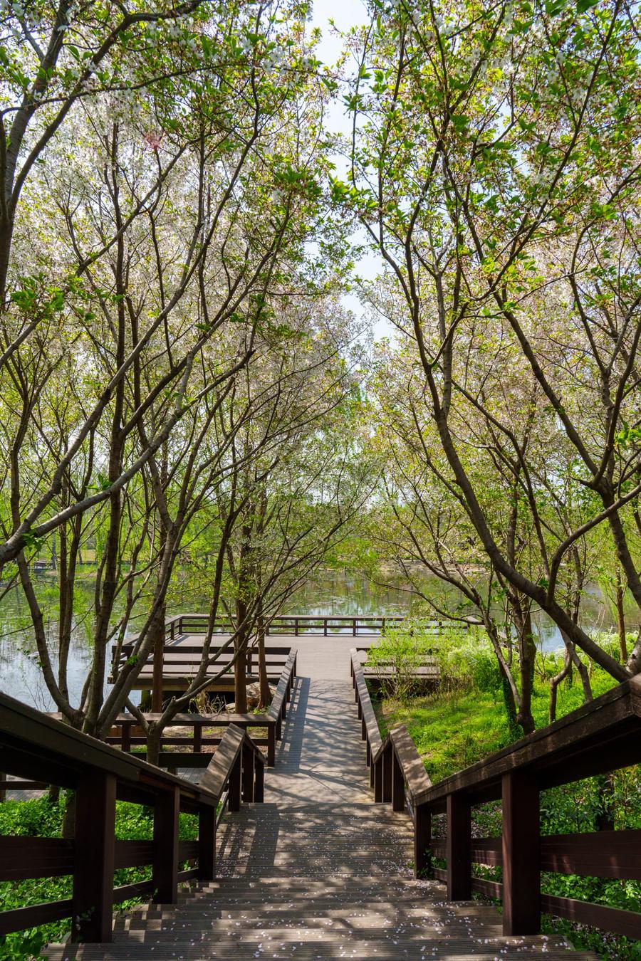 樱花步道 樱花步道