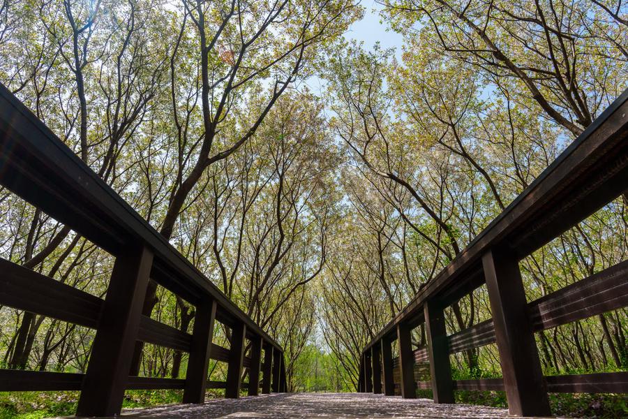樱花步道 樱花步道