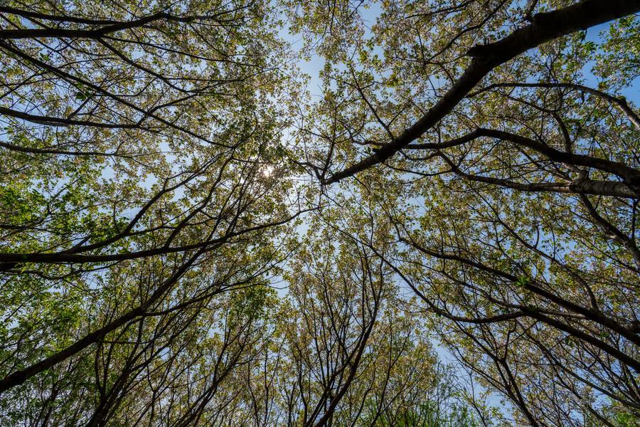 抬头看树 抬头看树