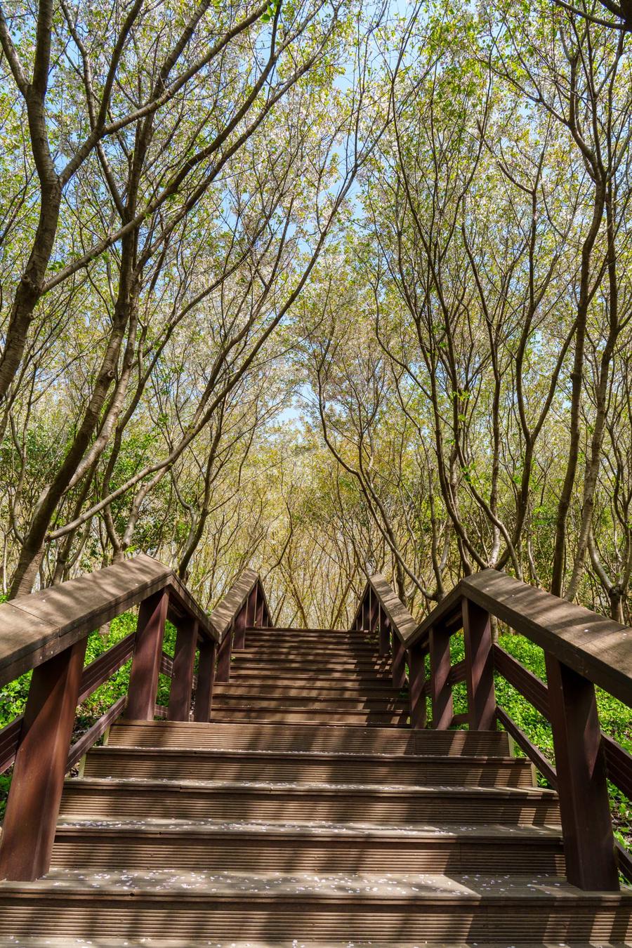 樱花步道 樱花步道