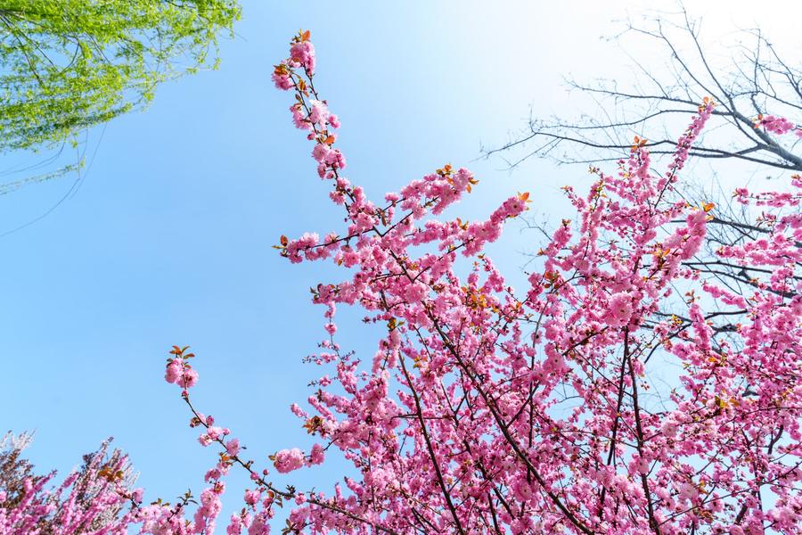 榆叶梅（AI识别）
