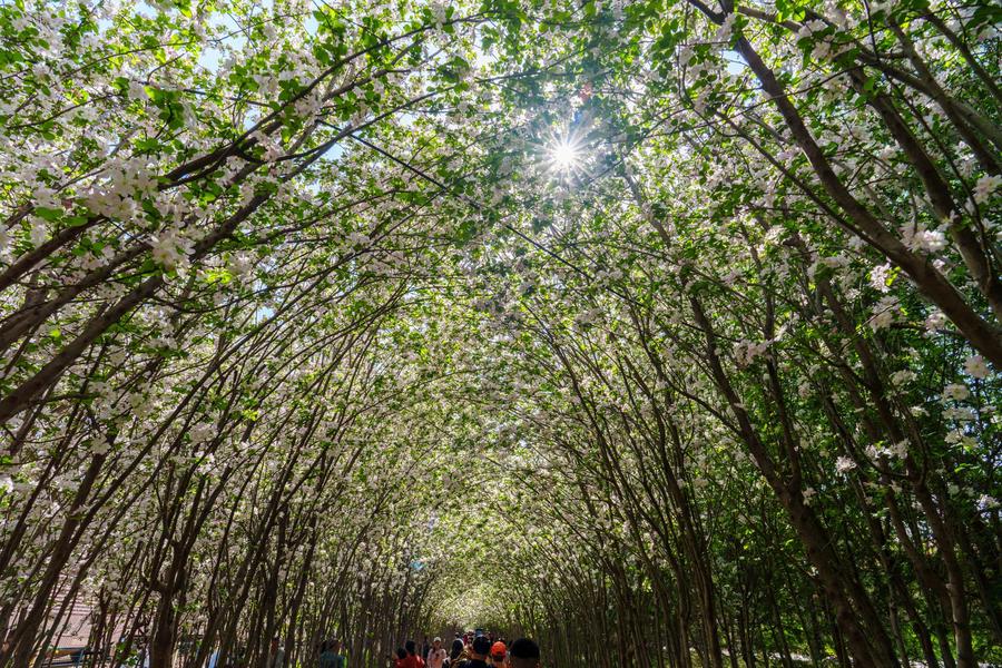 海棠廊道 海棠廊道