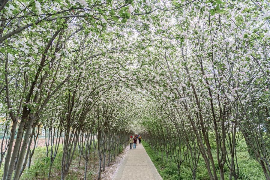 海棠廊道 海棠廊道