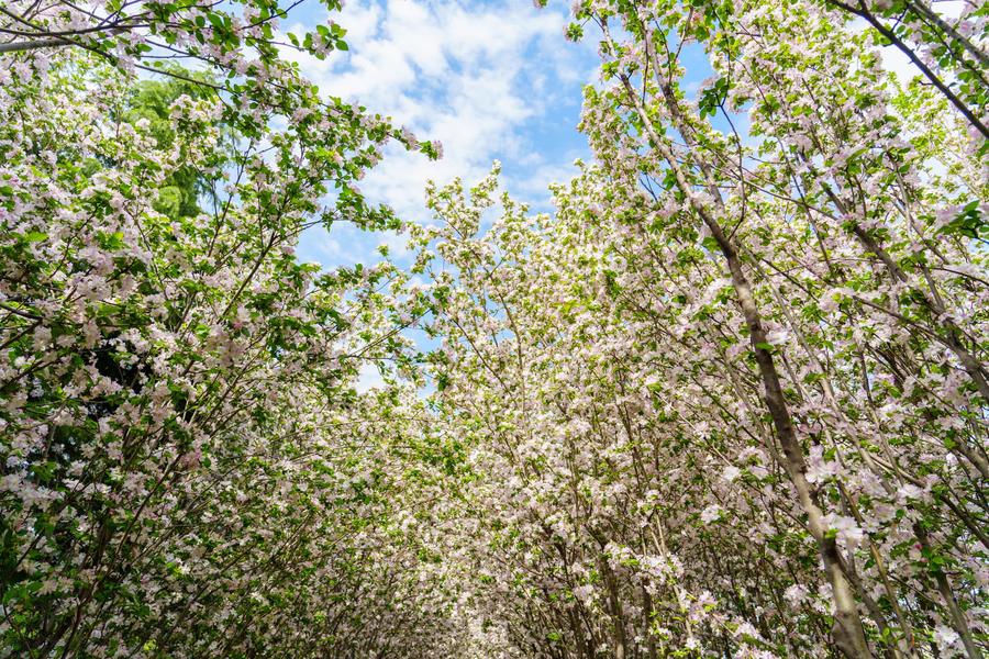 海棠花与天空 海棠花与天空