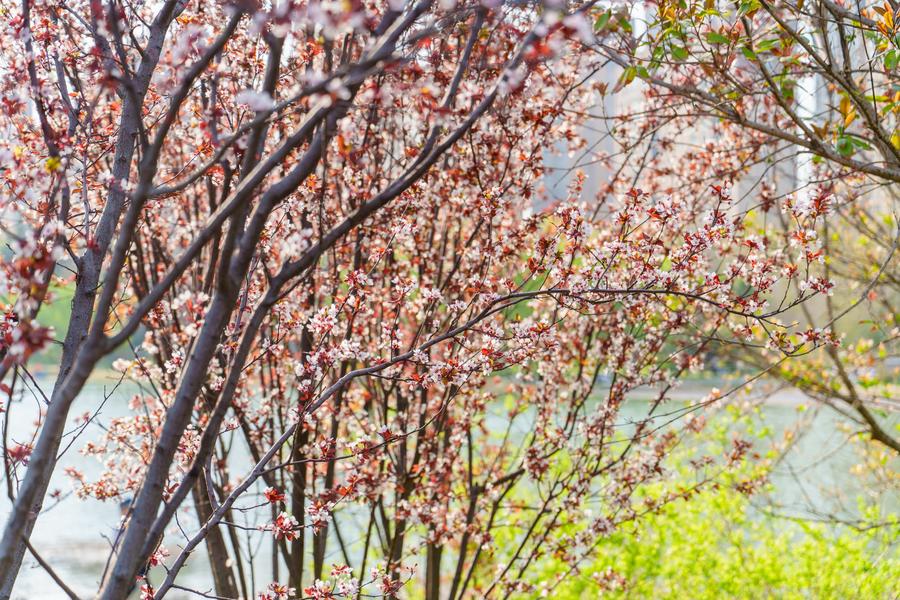 紫叶李(AI识别) 紫叶李(AI识别)