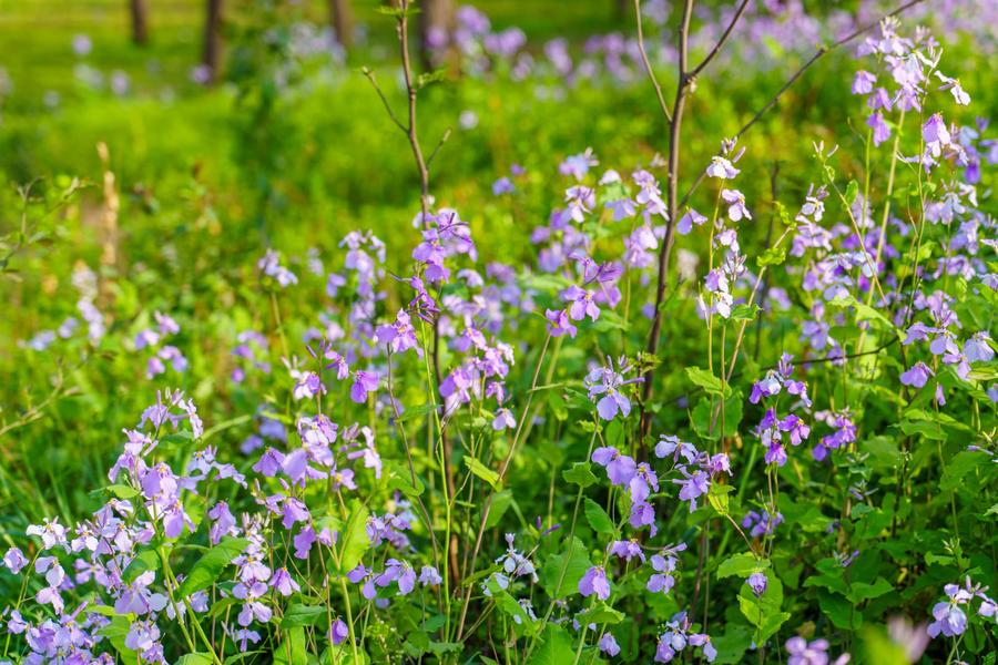 二月兰(AI识别) 二月兰(AI识别)