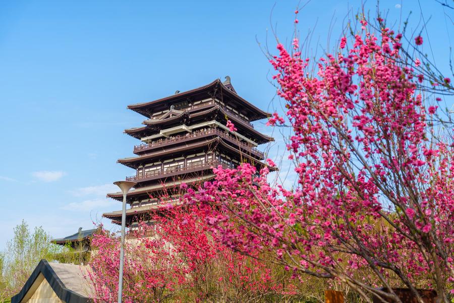 榆叶梅(AI识别)与晴云阁 榆叶梅(AI识别)与晴云阁