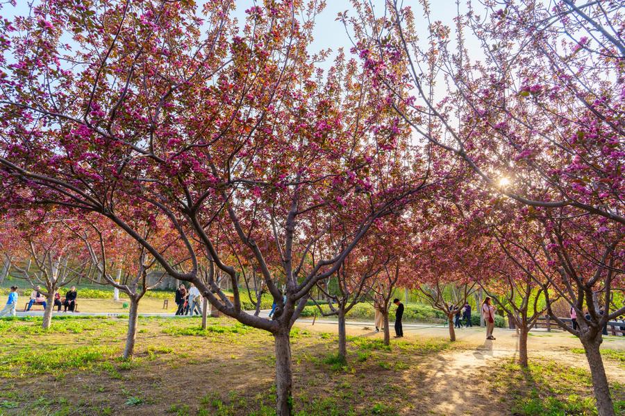 北美海棠 北美海棠