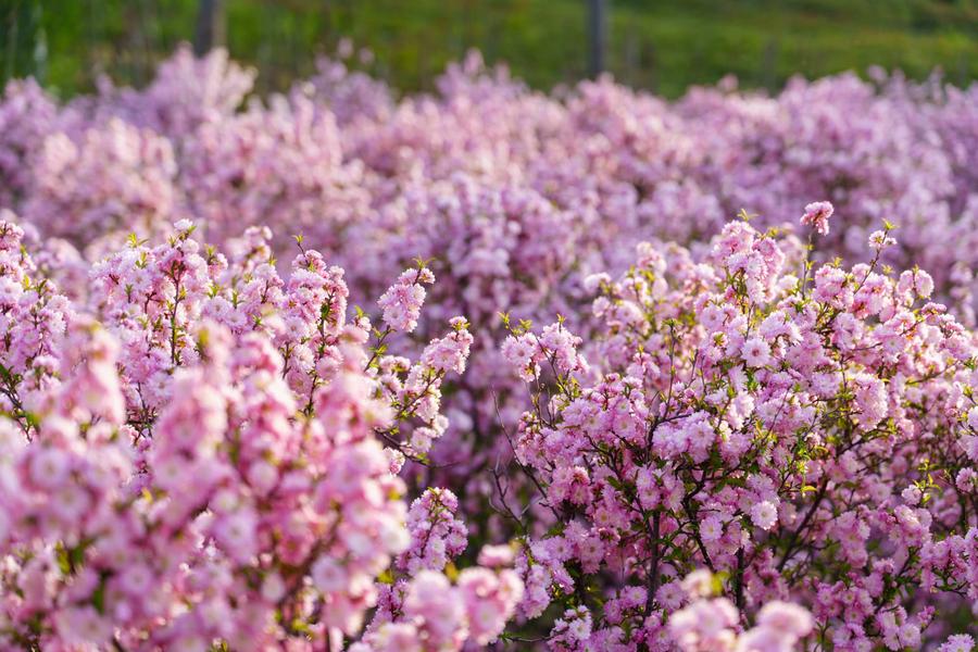 榆叶梅(AI识别) 榆叶梅(AI识别)