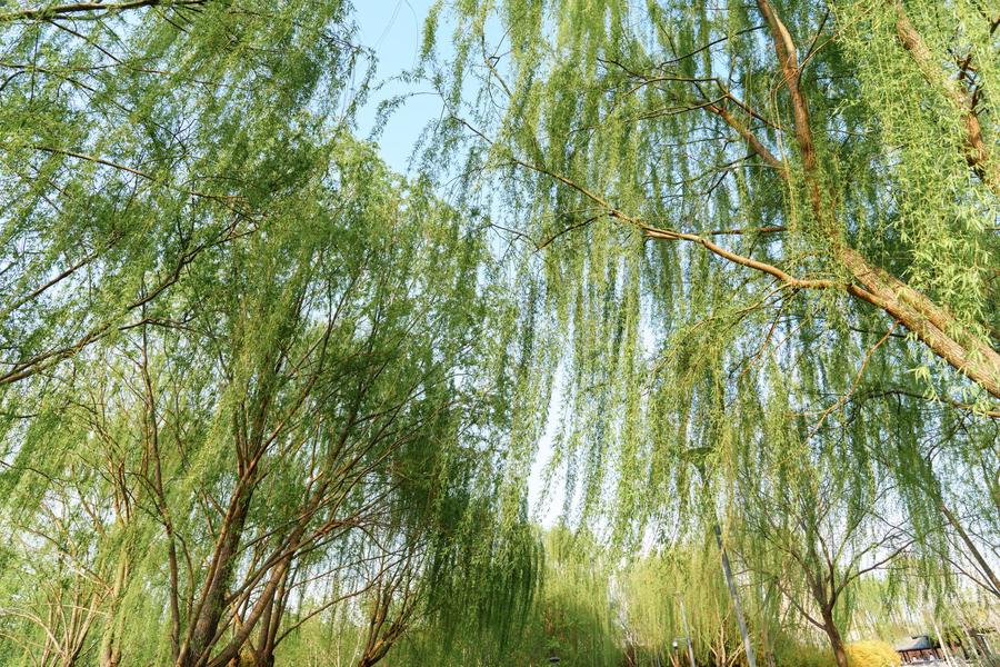 垂柳 垂柳