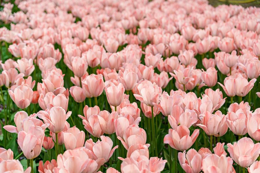 浅粉色单瓣郁金香 浅粉色单瓣郁金香