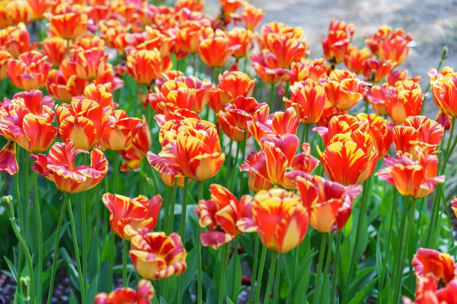 复色条纹郁金香 复色条纹郁金香