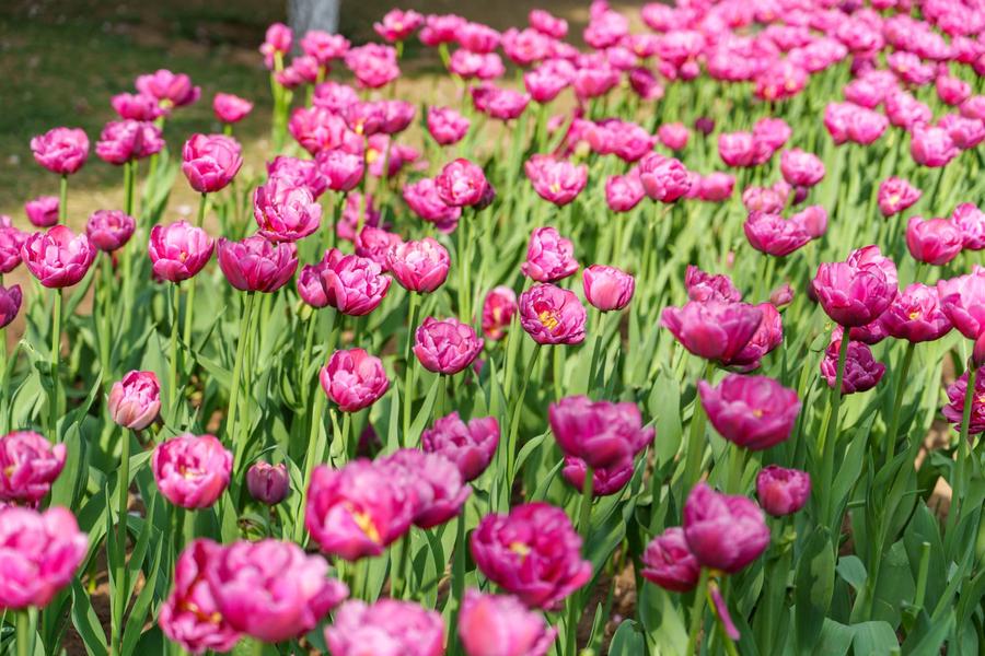 深紫色重瓣郁金 深紫色重瓣郁金