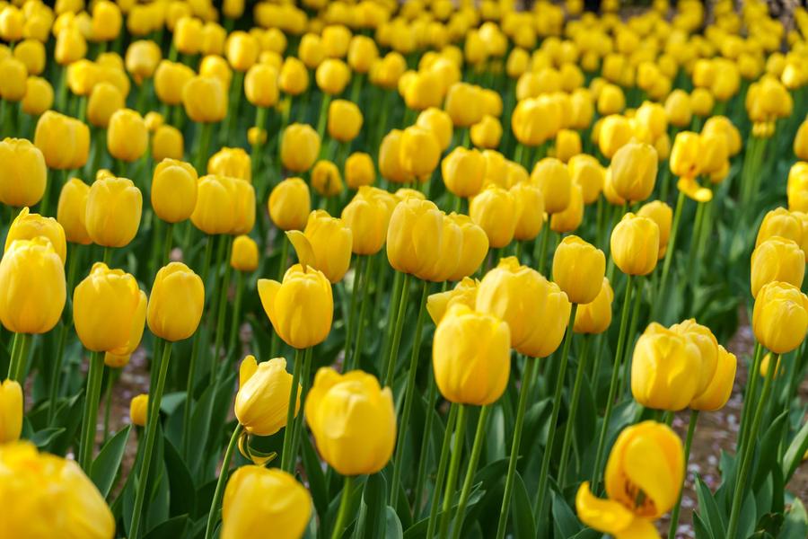 纯黄色单瓣郁金香 纯黄色单瓣郁金香