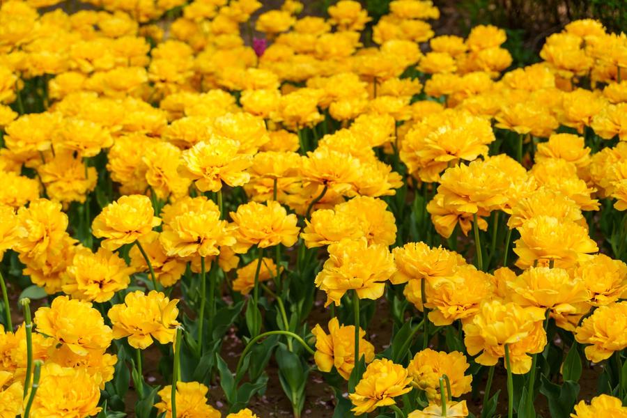 黄色重瓣郁金香 黄色重瓣郁金香