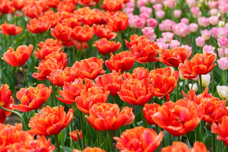 橙红色重瓣郁金香 橙红色重瓣郁金香