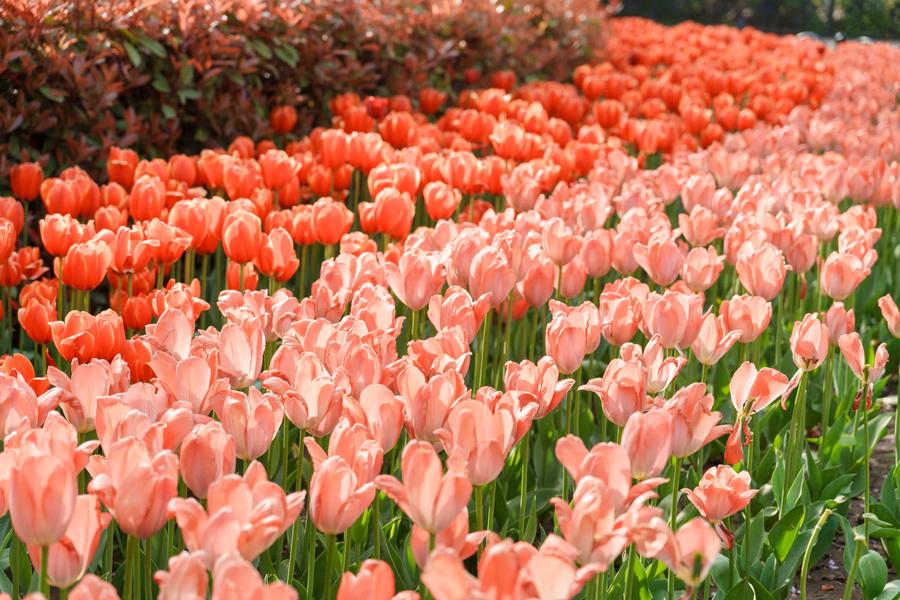 橙红 + 浅粉渐变单瓣郁金香 橙红 + 浅粉渐变单瓣郁金香