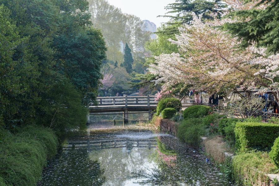 樱花