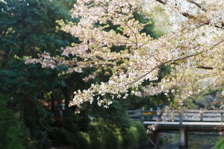 樱花