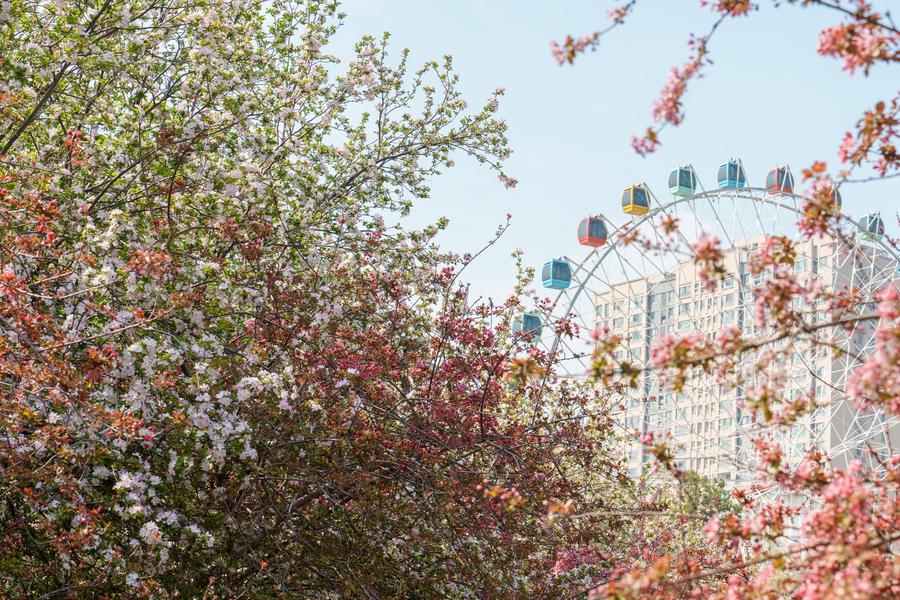 海棠花与摩天轮 海棠花与摩天轮